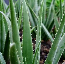 Tıbbi sarısabır (Aloe vera), Asphodelaceae